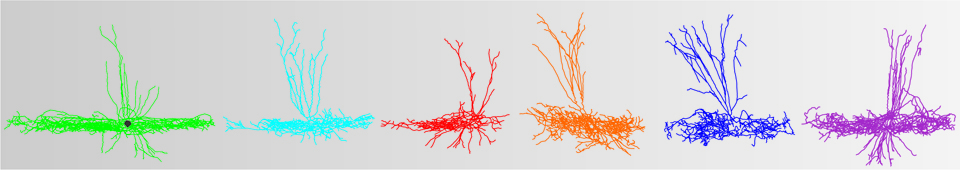 Image of neurons colored different colors